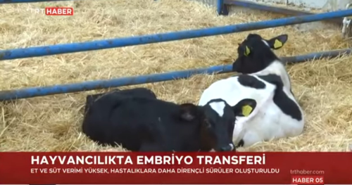 TRT HABER Hayvancılıkta Embriyo Transferi (Bülten 2)